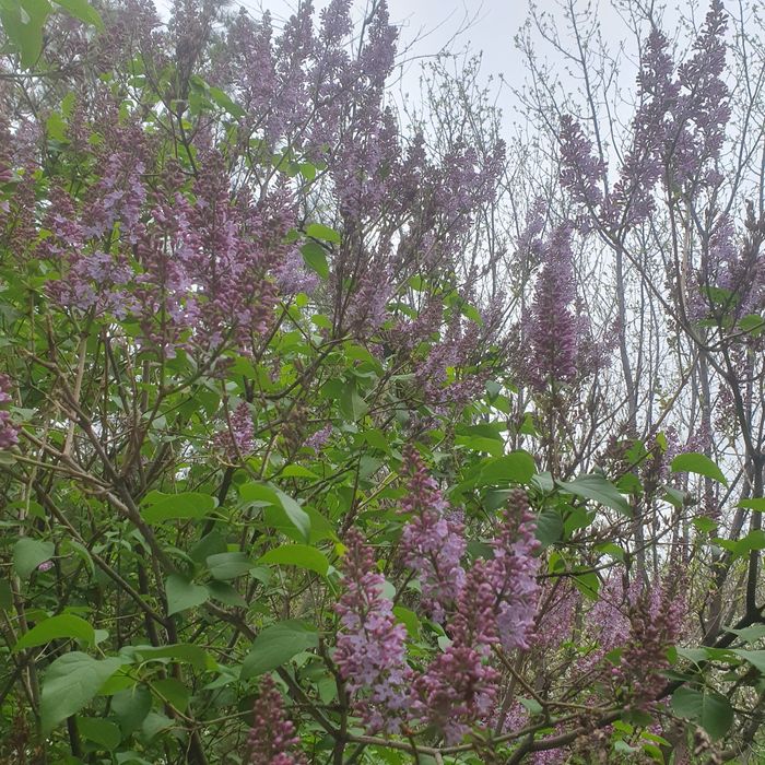 Сирен продаём свежую ароматную сирень прямо из сада.
Цветы крупные, пы