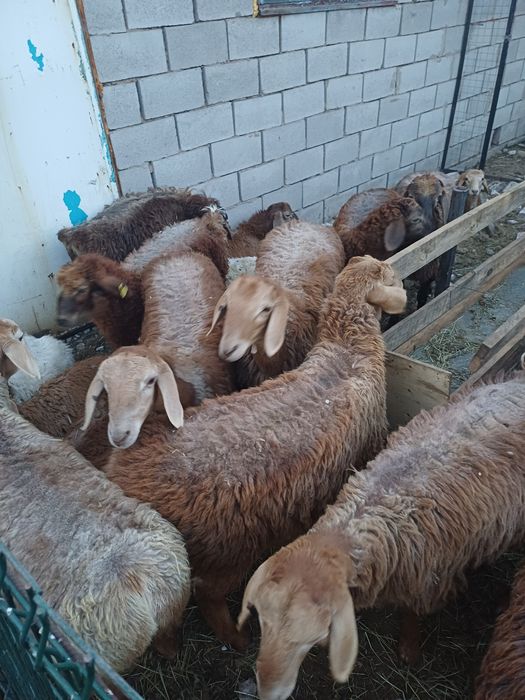 Бараны жирные откормленные