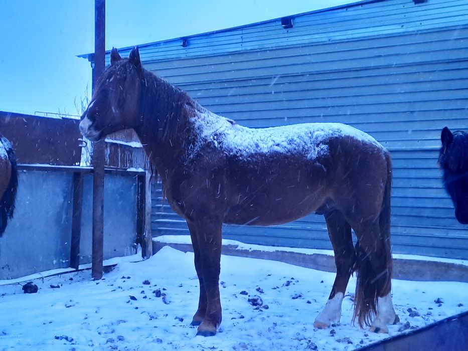 Продам, сатылады.