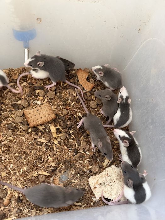 Șobolani dumbo rex si normali de companie