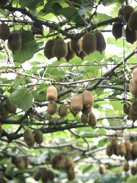 Kiwi (Diferite Soiuri )