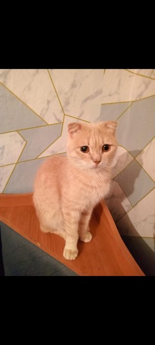 Одам добрые руки