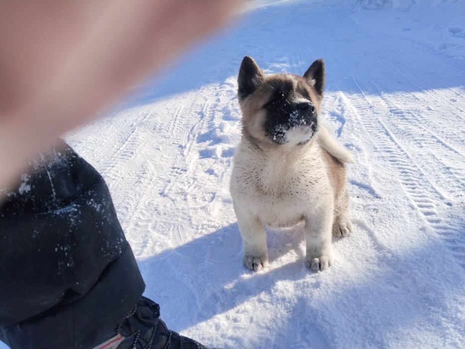 Продам щенков американская акита