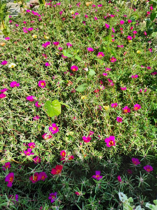 Продам дачу 8 соток