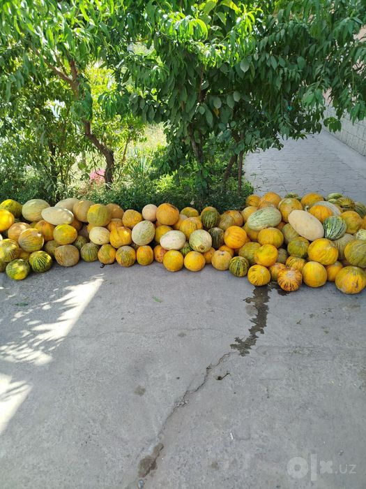 Qovun  optom narxlarda sotiladi  donasi 3000 ming