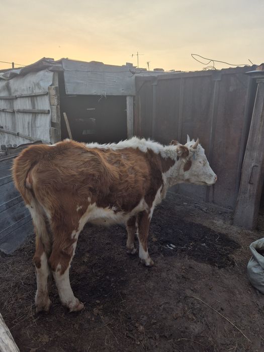 Сиыр және тайынша сатамыз