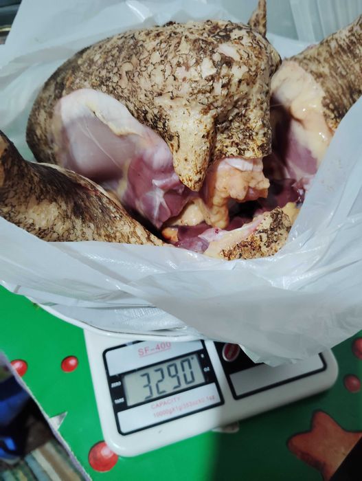 Pasare de curte găină și cocos