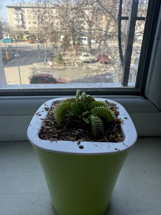 Мухаловка цветок