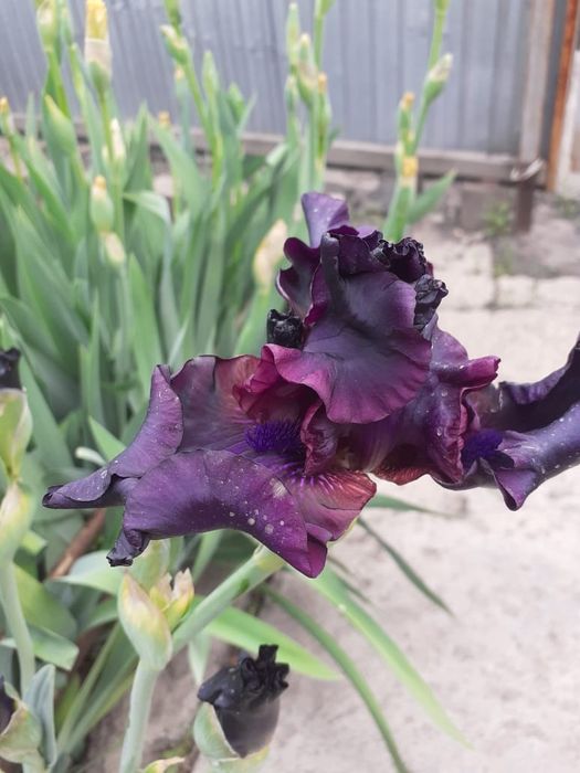 Продам сортовые Ирисы