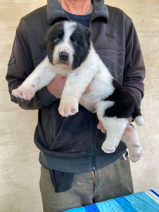 Щенок Алабая ( Туркменский )