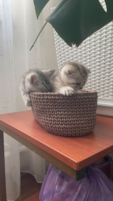 Продажа котят снизу номер