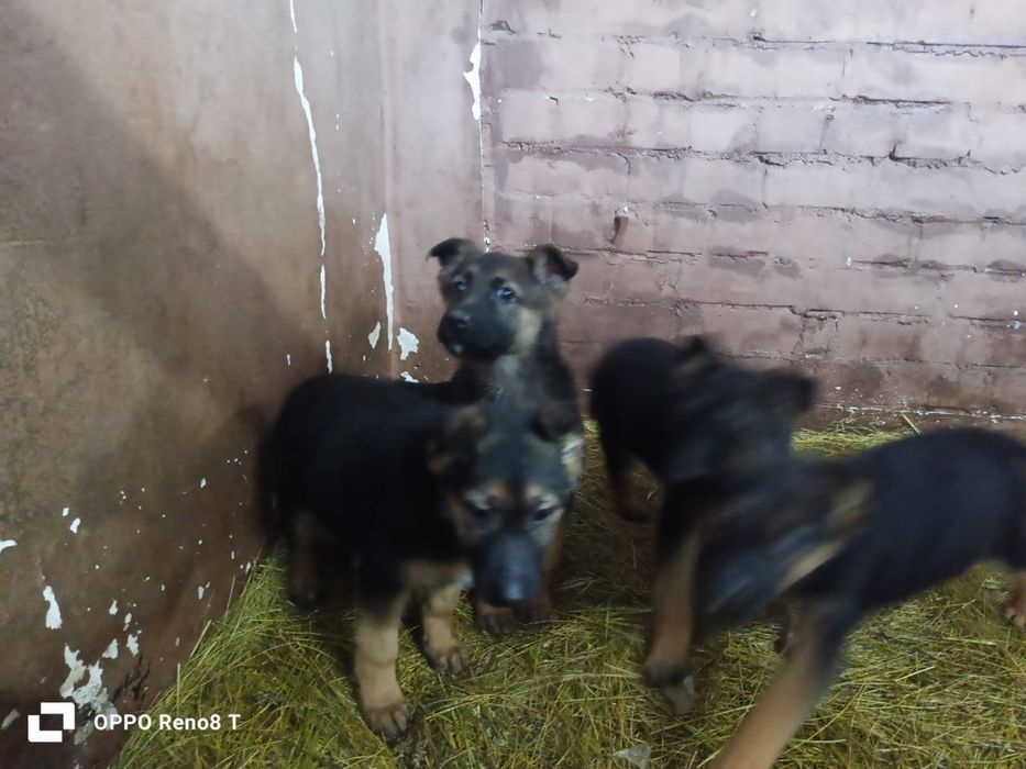 Щенки немецкой овчарки