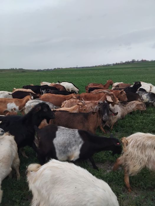 Vând 40 de capre sterpe grase ,preț 10lei în viu, oii grase 15 lei în viu