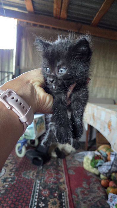 Отдам котят в добрые руки