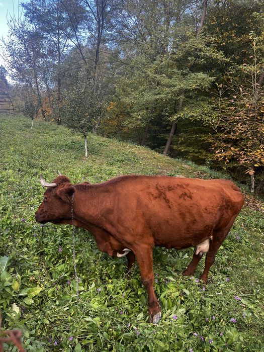 Vaca de vinzare buna de lapte