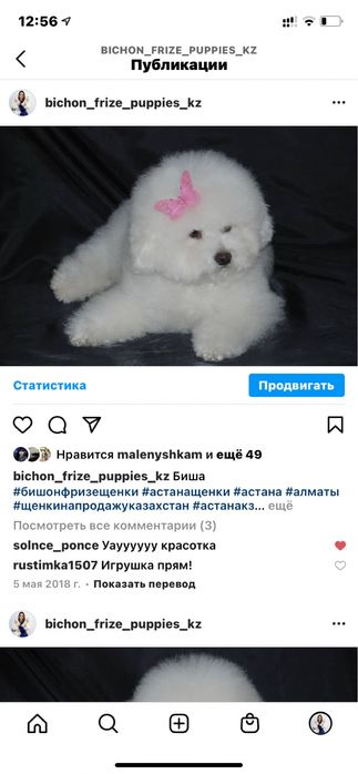 Бишон Фризе щенки