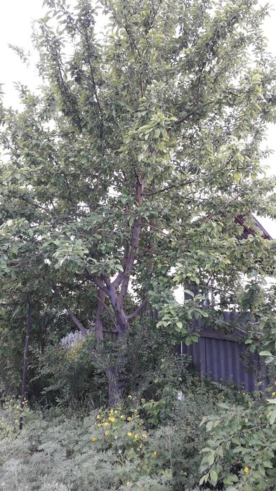 Продам дачу  на массиве Бобровка.   2 дачи