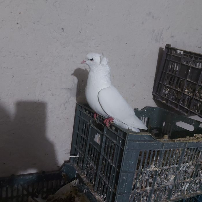 Бели чубати бровястые самец