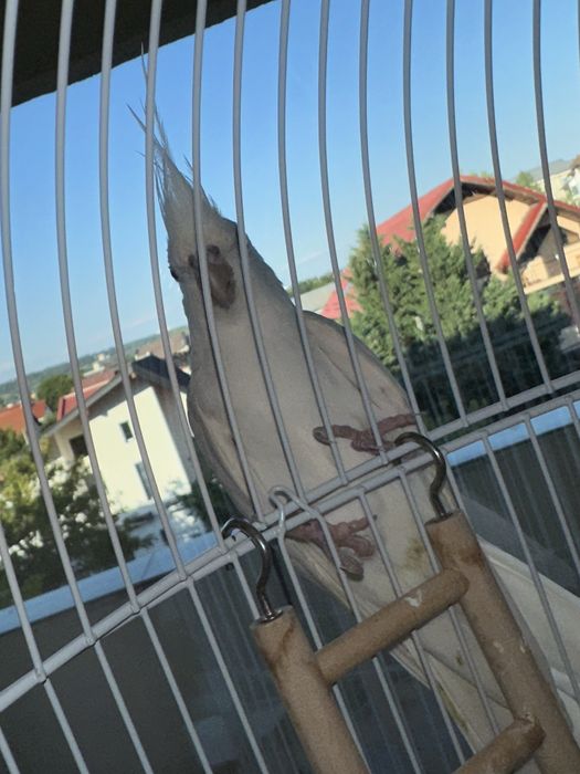 Papagal Nimfa Alb + Colivie, Acesorii, Mancare
