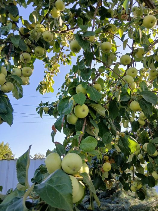 Продам домашние яблоки