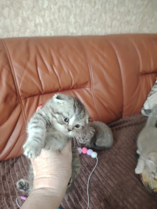 Шотландские котятки