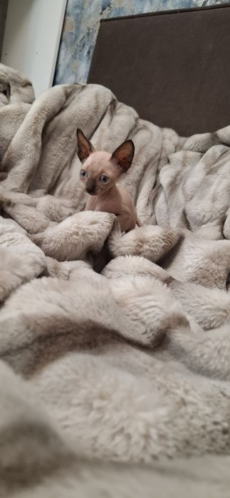 Котята донского сфинкса мальчики