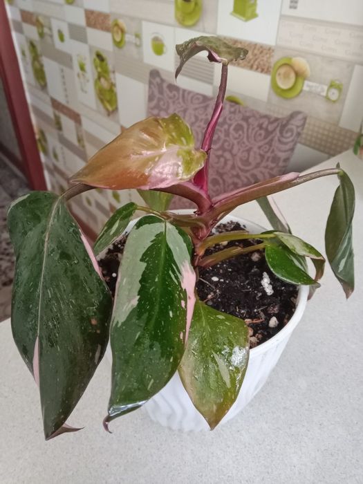 Филодендрон розовая принцесса