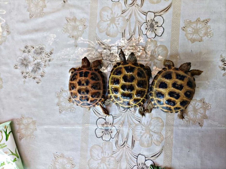 Toshbaqa sotiladi!(Продается черепашки!)