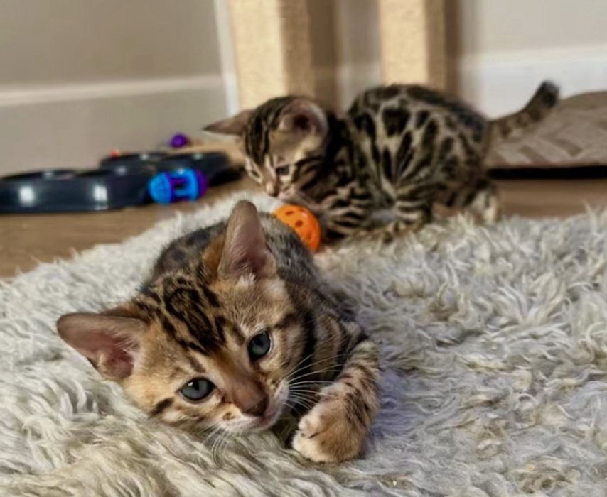 Бенгалска  котка