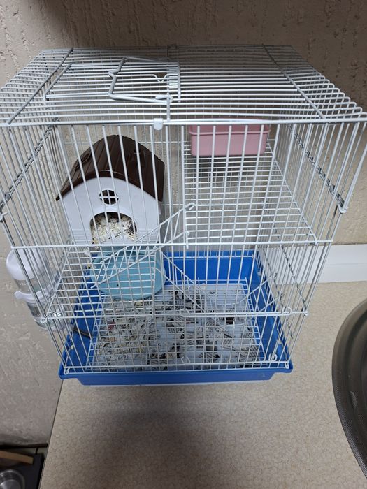 Продам хомячка Джунгарик