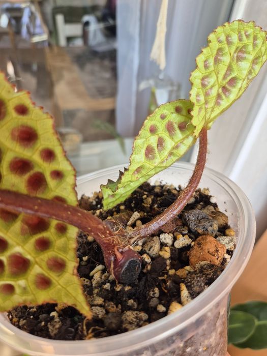 Бегония Ферокс Ferox