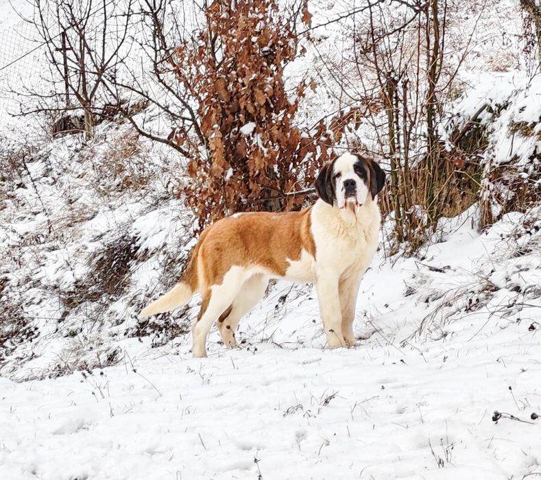 Femela Saint Bernard cu Pedigree