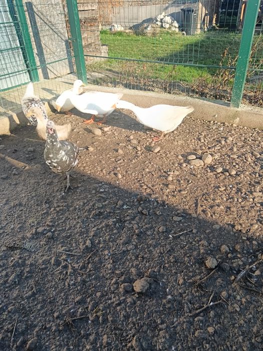 Vând pasari : Rățoi