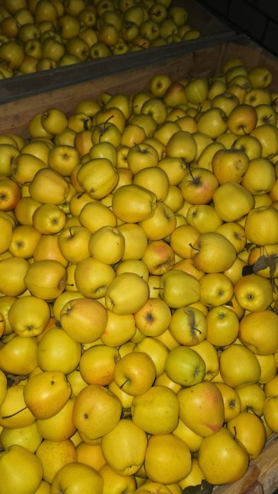 Mere de polonia vindem angro