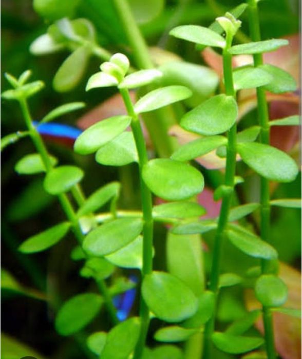 Растения для аквариума