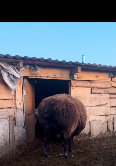 Продам кошкара Гисара на племя