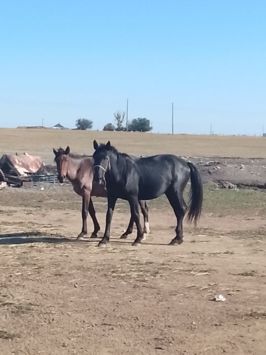 2 жасар біреуі міңгі біледі