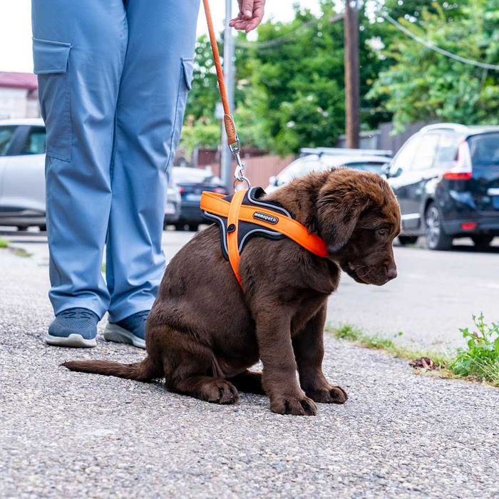 Femela labrador ciocolatie la 4 luni, Pedigree A