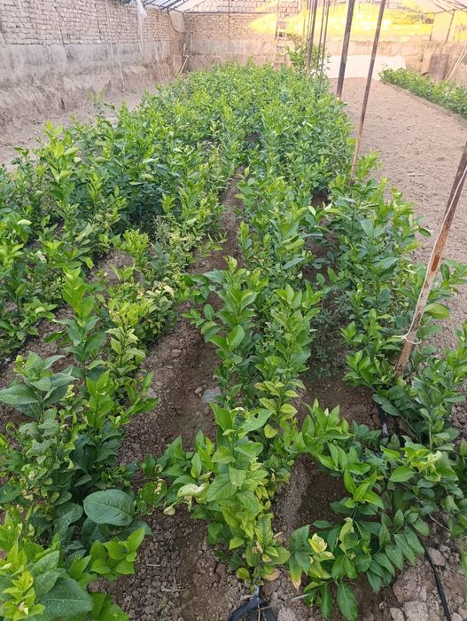 Limon kuchatlari