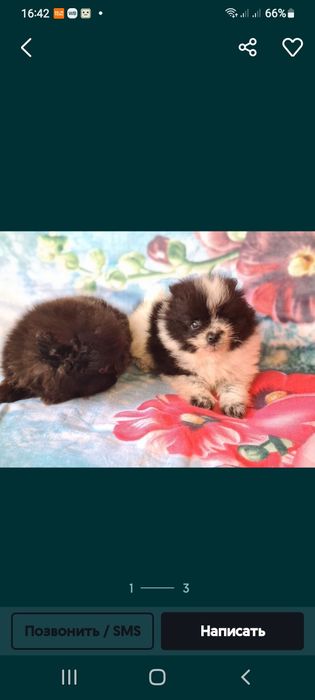 Померанский шпиц