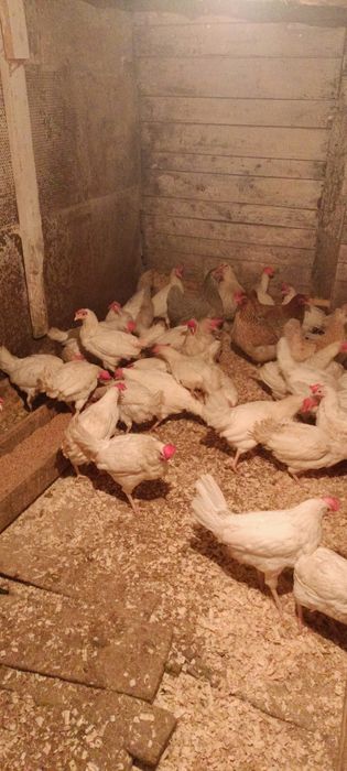 Куры поросята доставка