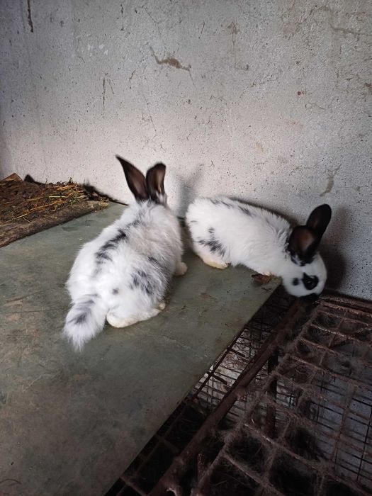 Iepuri diferite rase