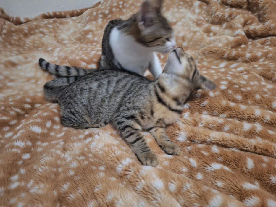 URGENT - Pui de pisică își caută casă!