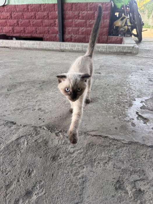 Котенок в добрые руки