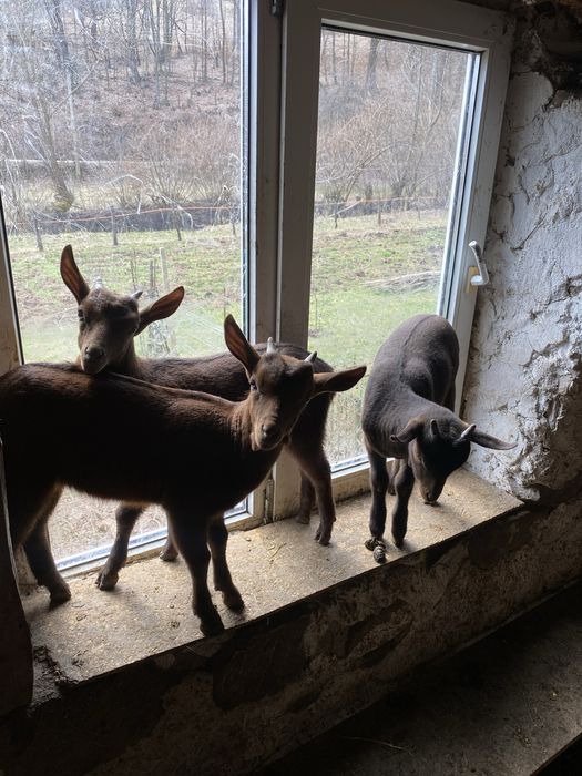 Tapisori de vanzare.