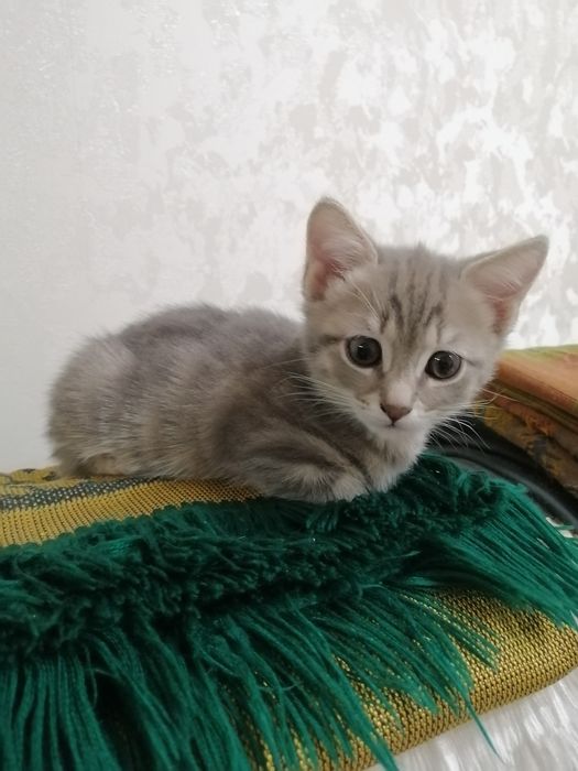 Отдам котят в добрые руки 2мес