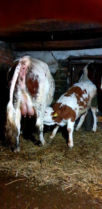 Vand 2 vaci bălțate românești 1 fatata si una gestanta