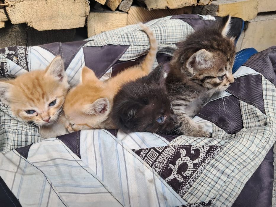 Отдам котят в добрые руки