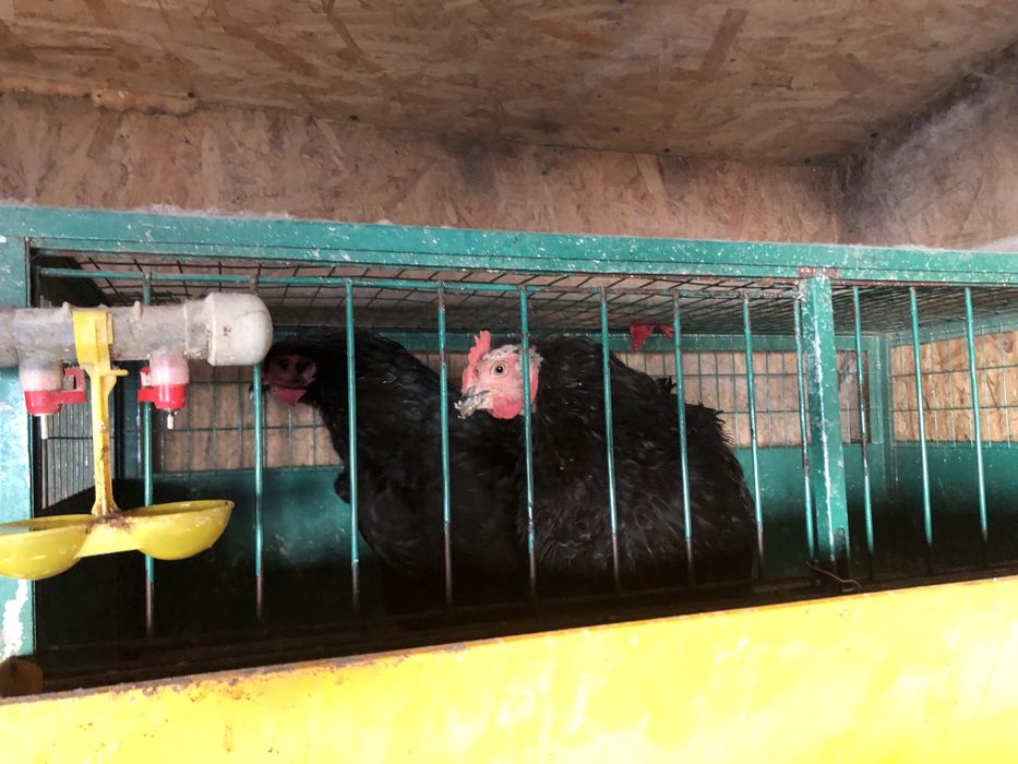 Продам срочно жирный курей