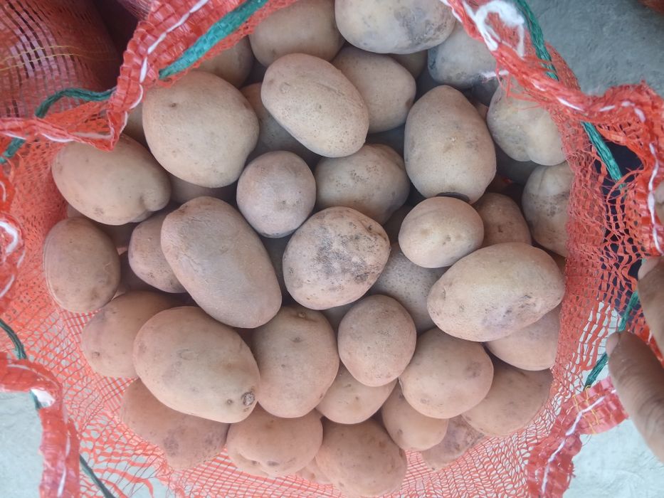 Продам картошку . Семенную